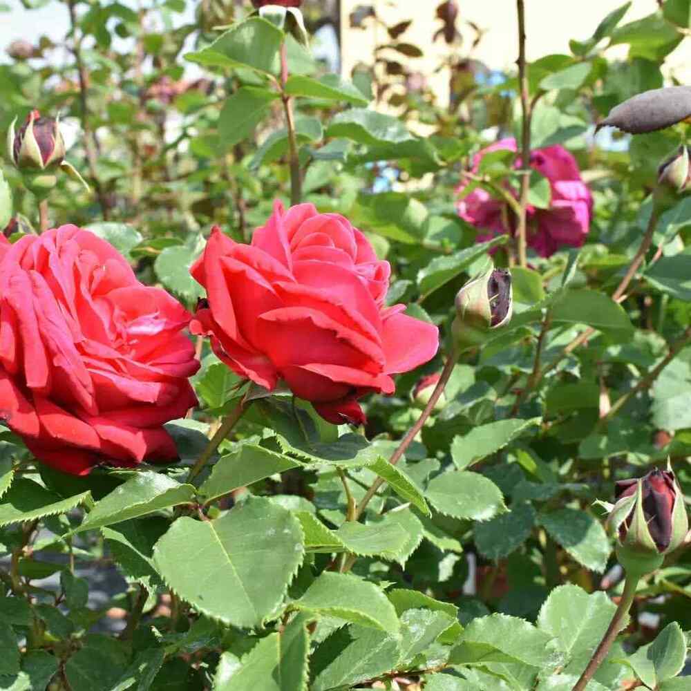 Rosa ‘Knock Out’, credit-vivaipiantebassetto