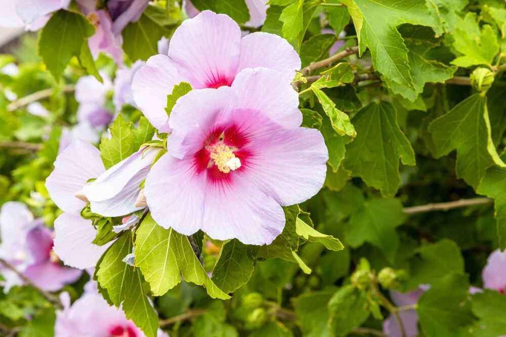 Rose of Sharon