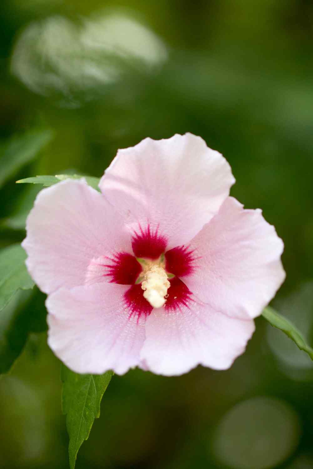 Rose of Sharon