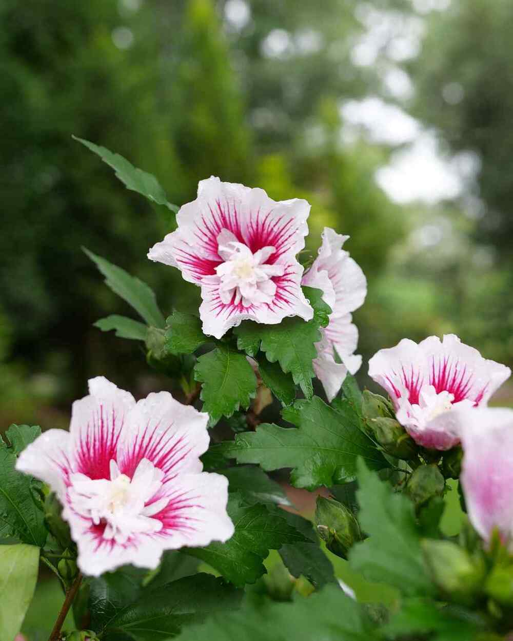 Rose of Sharon, credit-pwcolorchoice