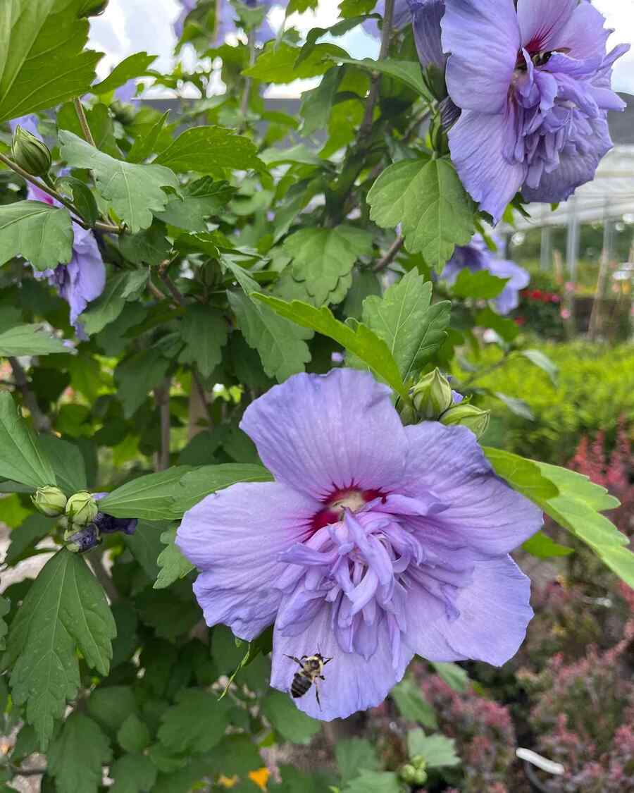 Rose of Sharon shrubs that grow well in Tennessee