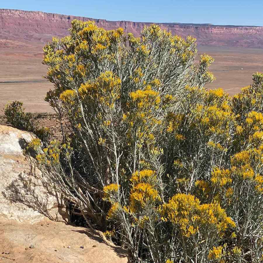 Rubber Rabbitbrush credit-localscapes