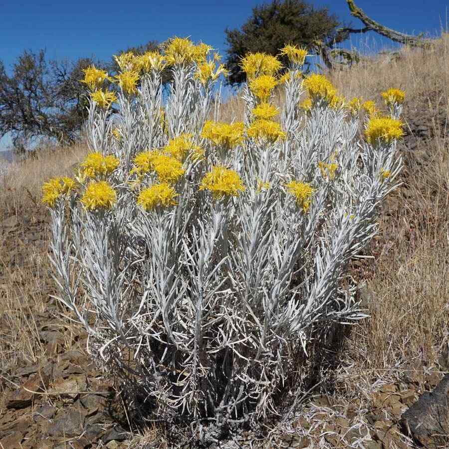 Rubber Rabbitbrush desert-friendly shrub for New Mexico