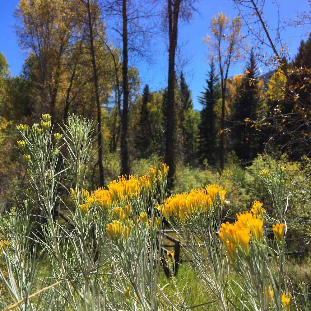 Rubber Rabbitbrush that grow well in Idaho