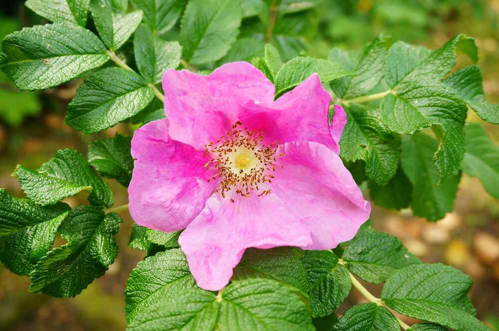 Rugosa Rose