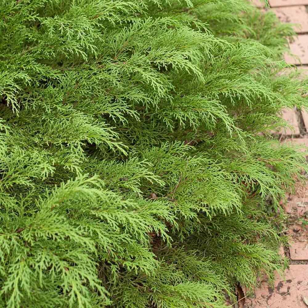 Russian Cypress, credit-provenwinners