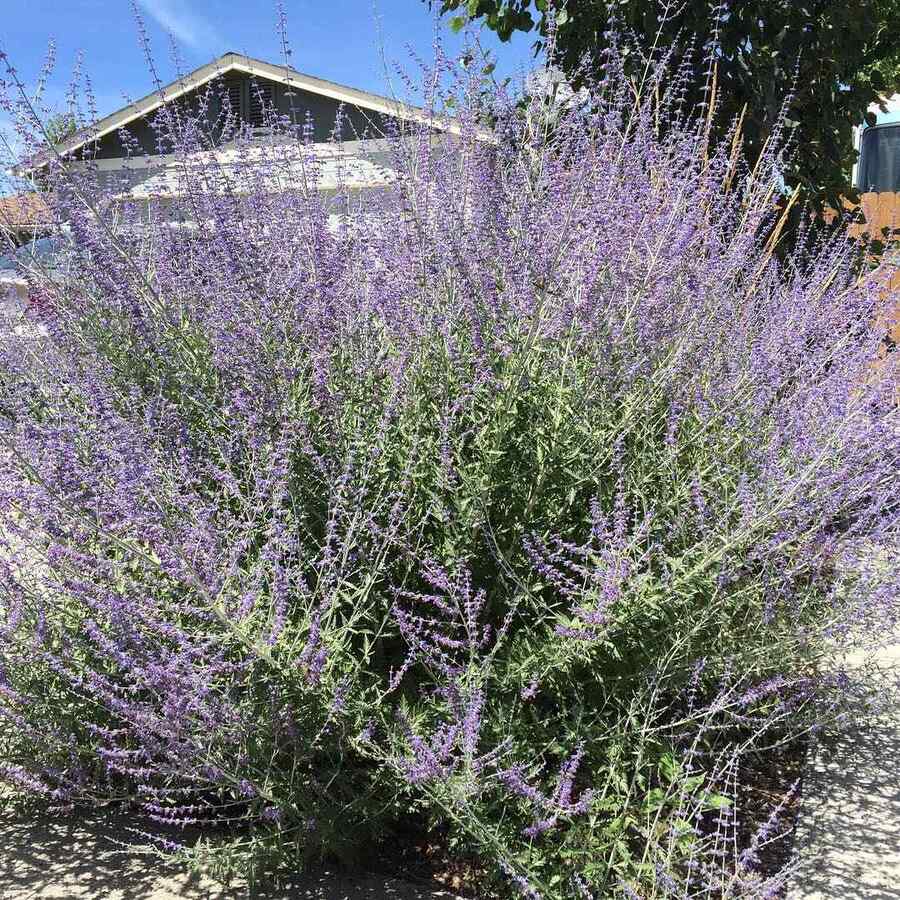Russian Sage drought-tolerant shrub for New Mexico