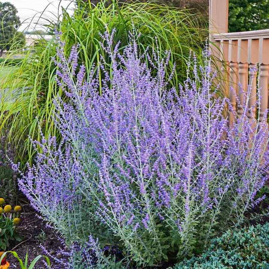 Russian Sage cold-hardy shrubs for Colorado at high elevation with windy conditions