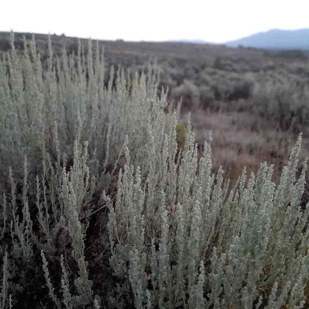 Sagebrush low-maintenance shrubs for Idaho