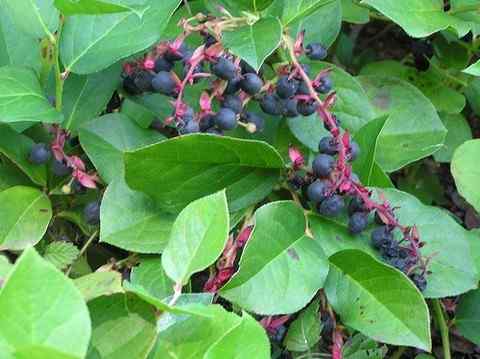 Salal suited to Washington soil and rainfall