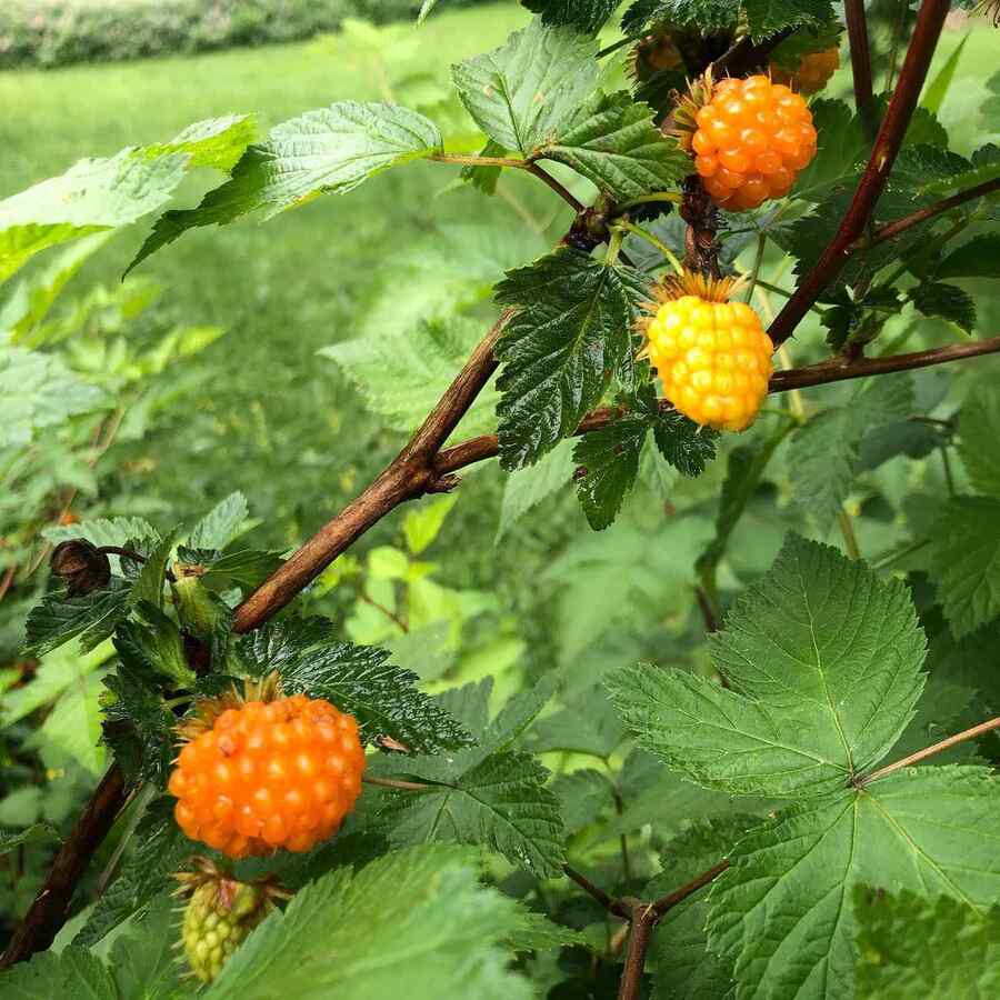 Salmonberry