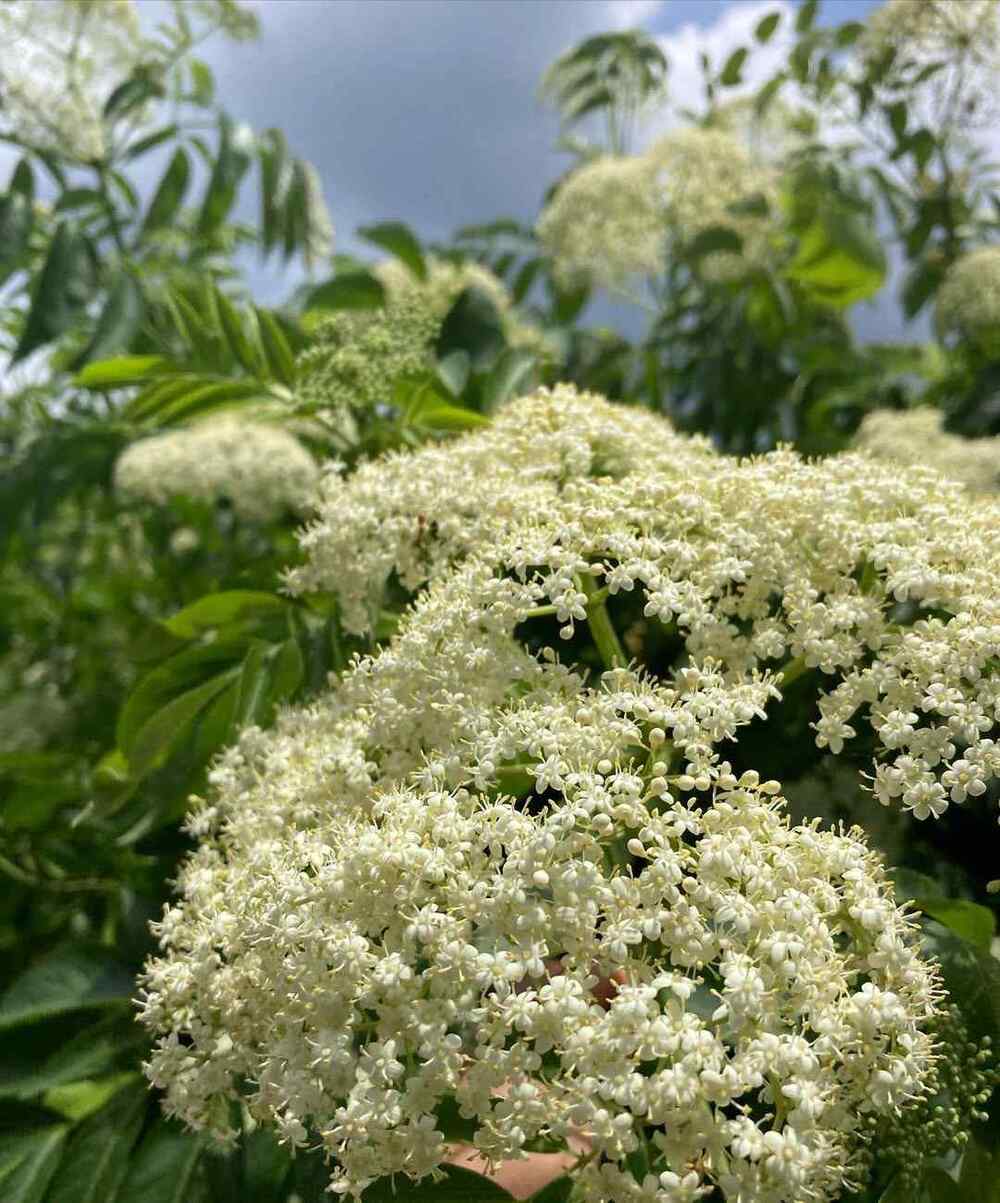 Sambucus canadensis, credit-virginianativeplants
