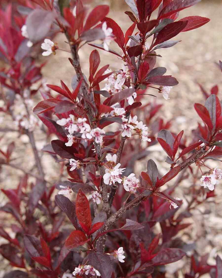 Sand Cherry that thrive in Utah climate