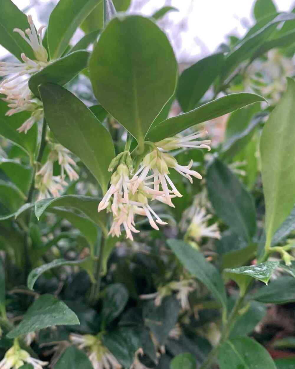 Sarcococca confusa, credit-charltonparkgardencentre