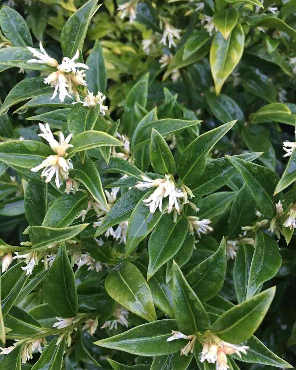 Sarcococca confusa, credit-rebekahpanayides