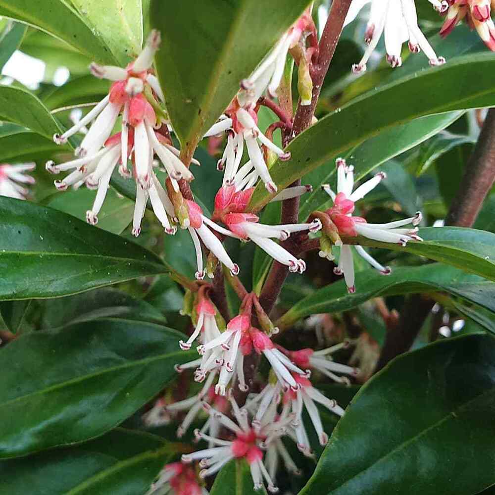 Sarcococca hookeriana, credit-christophhowell