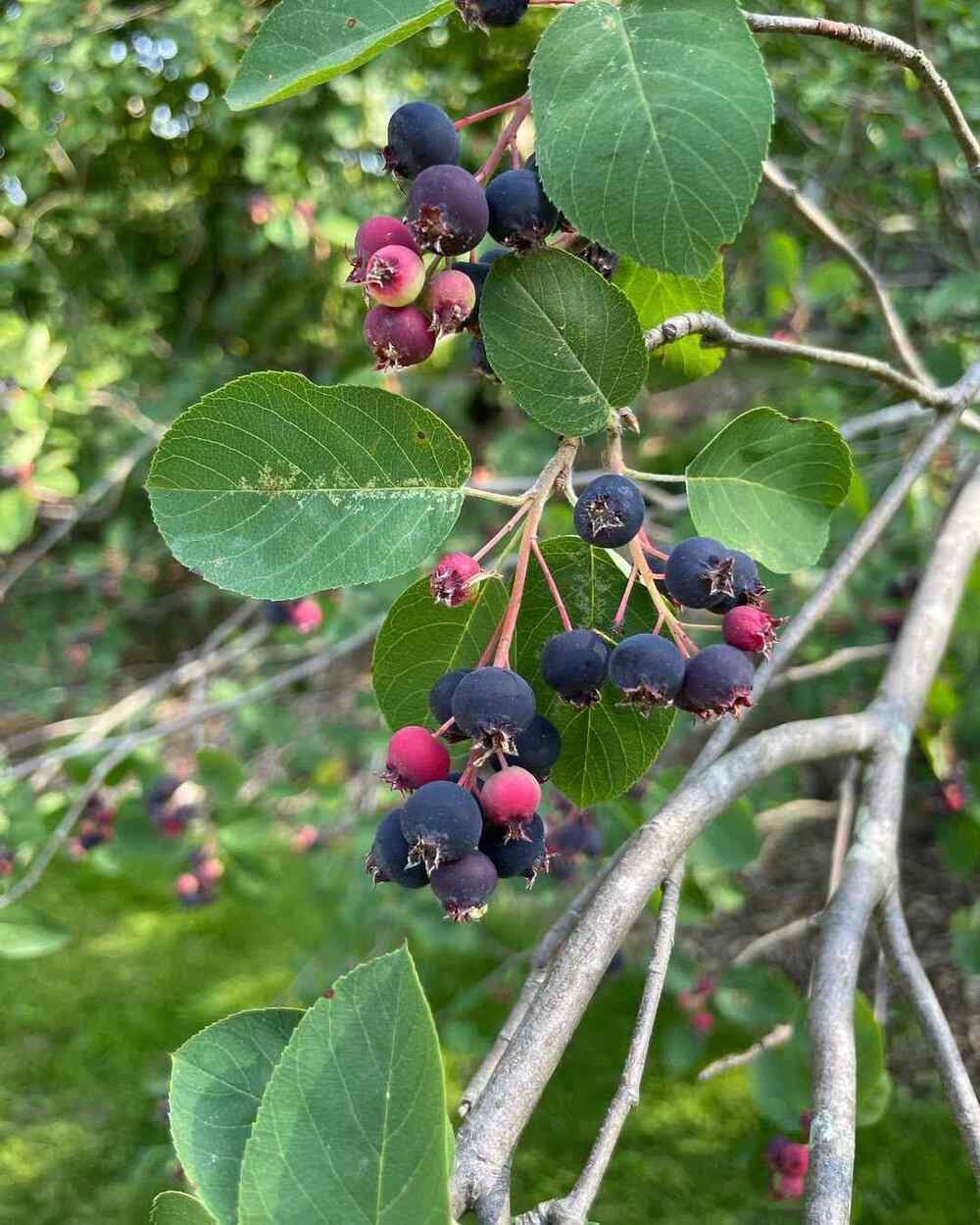Saskatoon Serviceberry for Idaho landscaping