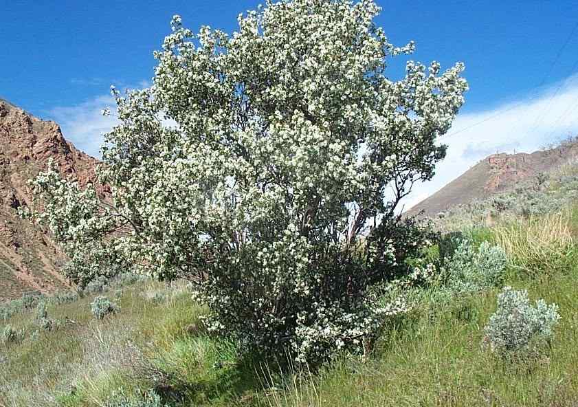 Serviceberry suited to Vermont weather conditions
