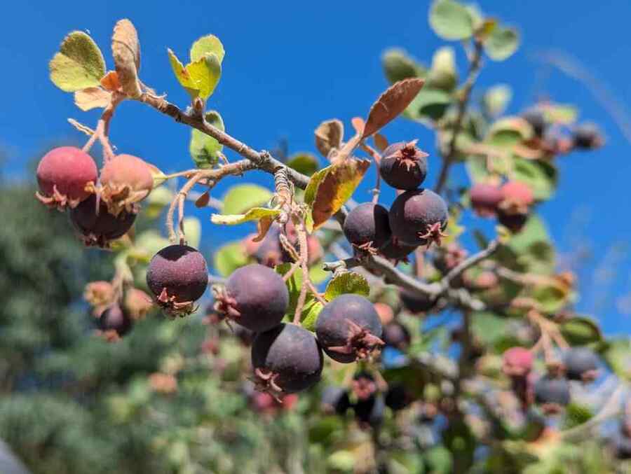 Serviceberry, credit-highplainsenvcenter shrubs suitable for Montana