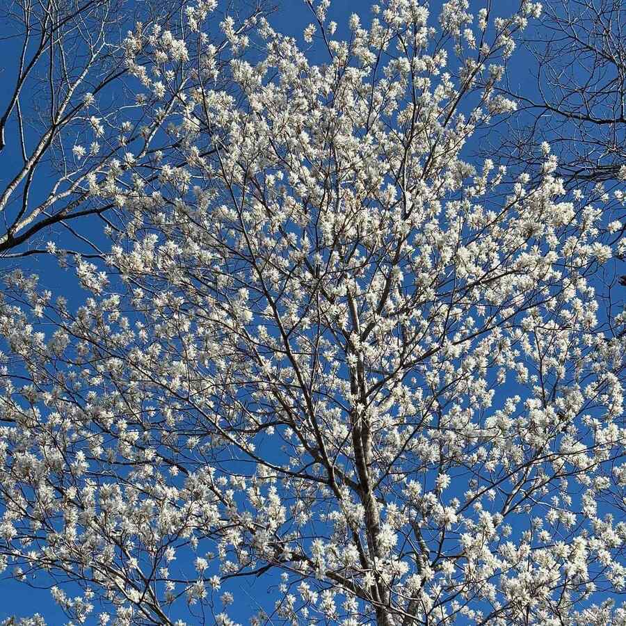 Serviceberry shrubs for Colorado clay soil that handle freeze-thaw cycles and dry summers