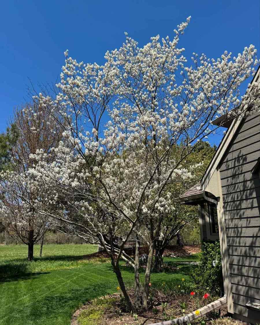 Serviceberry, credit-seasonaldesignsbydawn