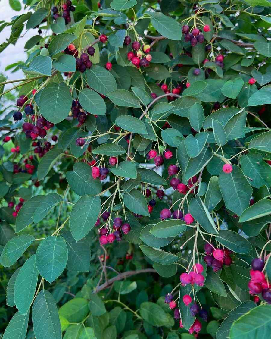 Serviceberry hardy shrubs for Minnesota winters