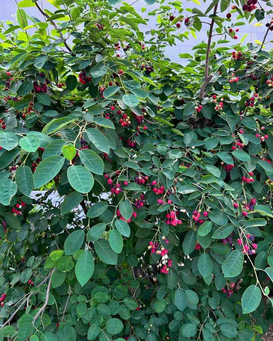 Serviceberry for cold-hardy Utah planting