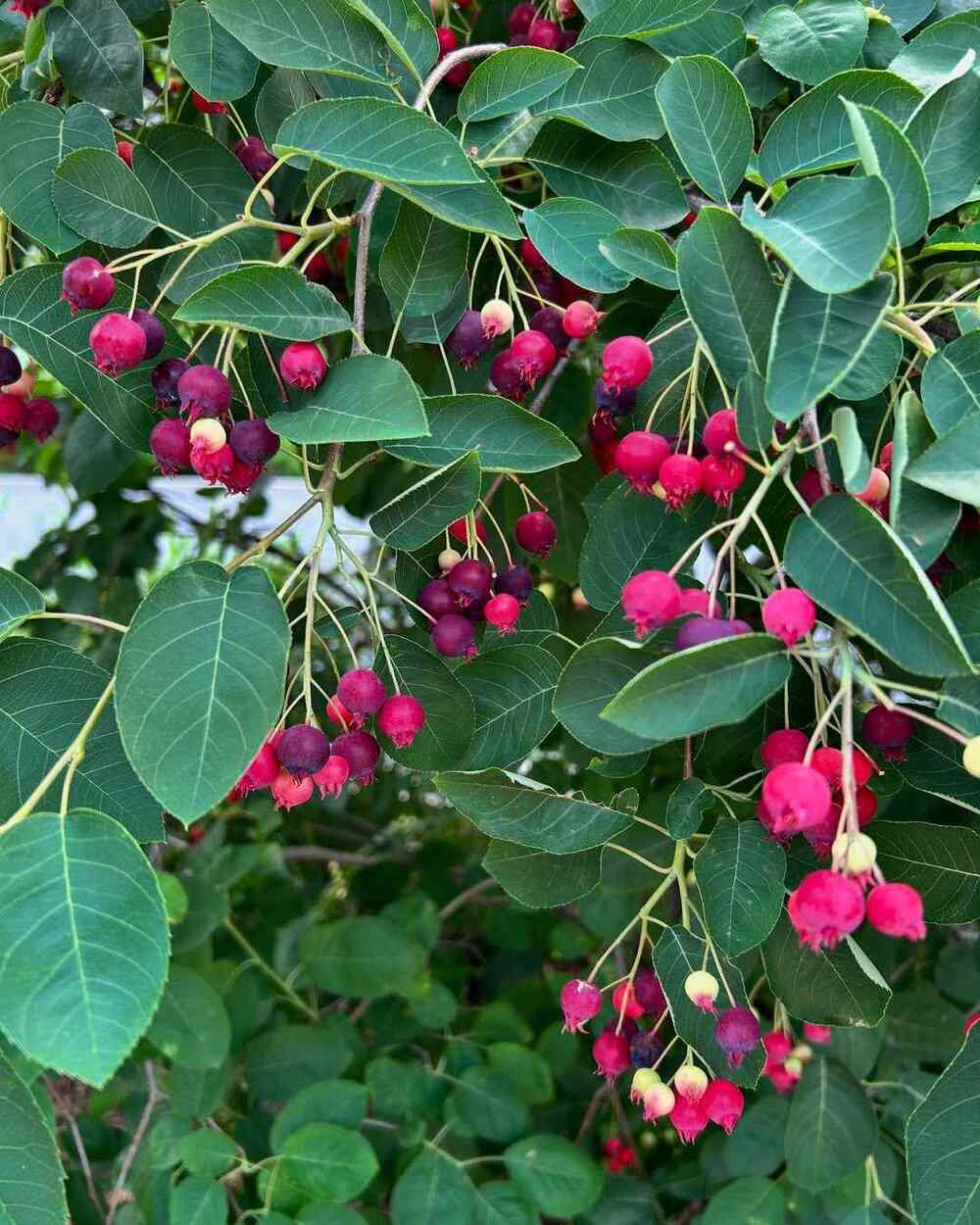 Serviceberry, credit-smithsoniangardens