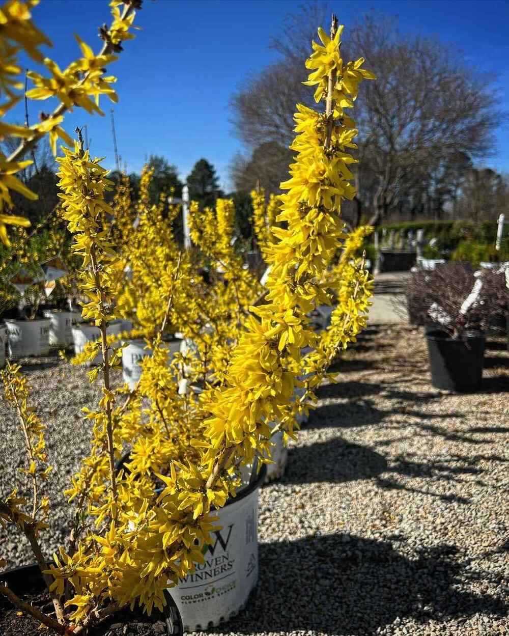 Show Off Sugar Baby Forsythia, credit-fairviewgardencenter