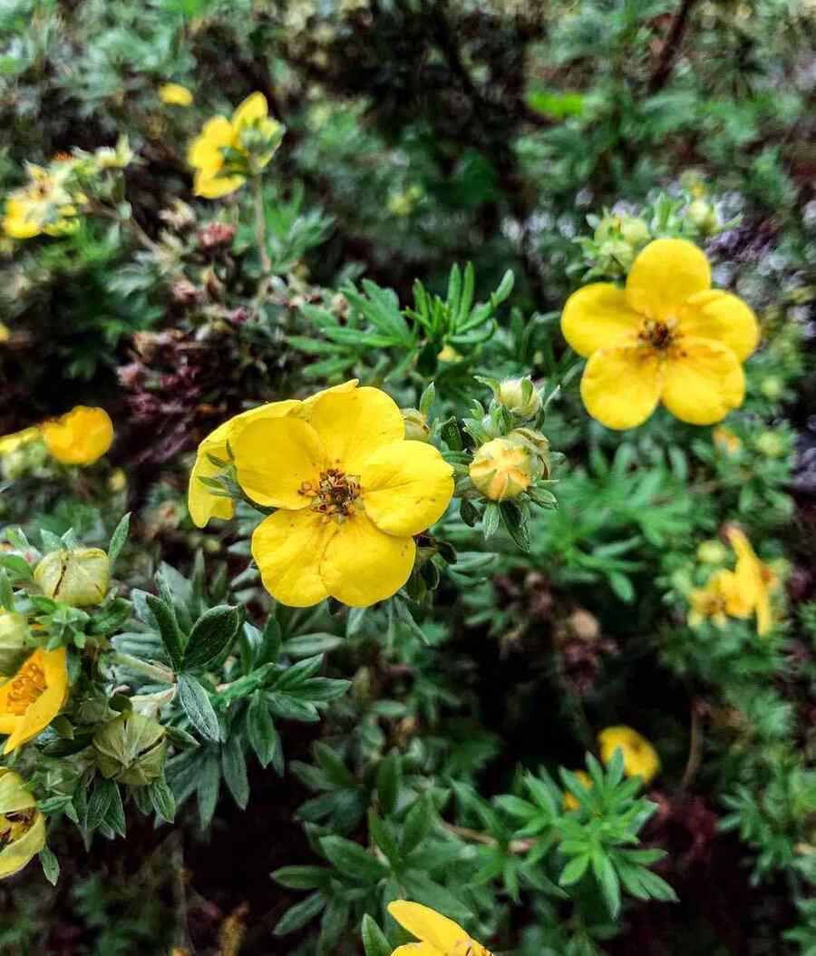 Shrubby Cinquefoil, credit-flowersforamateurs