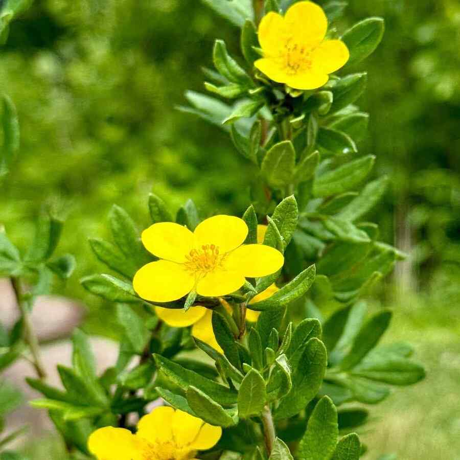 Shrubby Cinquefoil a hardy shrub for northern landscapes in Alaska