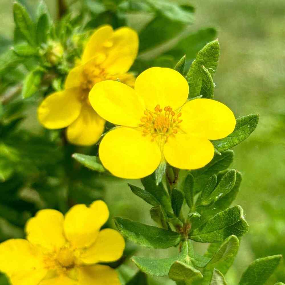 Shrubby Cinquefoil for Iowa landscapes