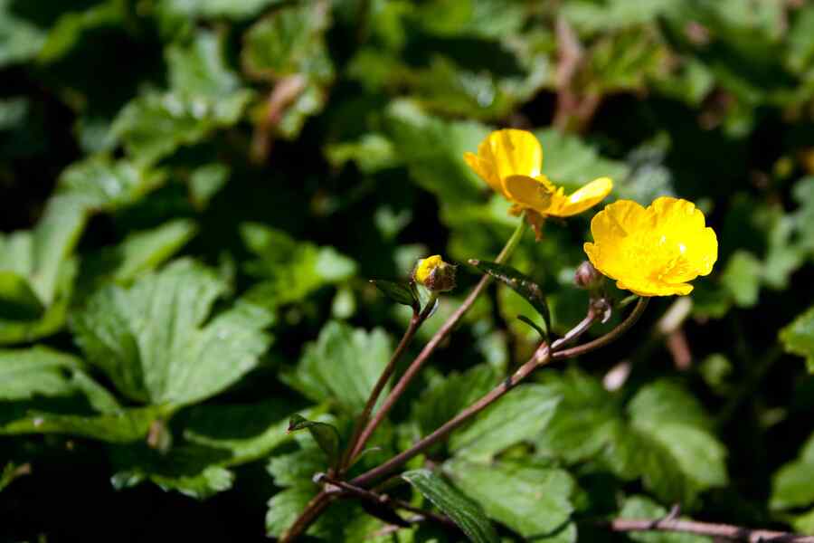Shrubby Cinquefoil shrubs ideal for Montana gardens
