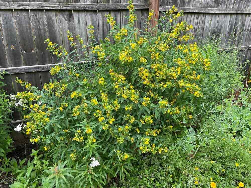 Shrubby St. John’s Wort for Missouri landscapes