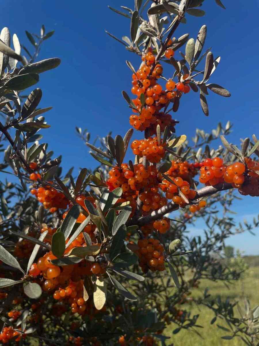 Silver Buffaloberry, credit-oaksummitnursery shrubs hardy in Montana conditions