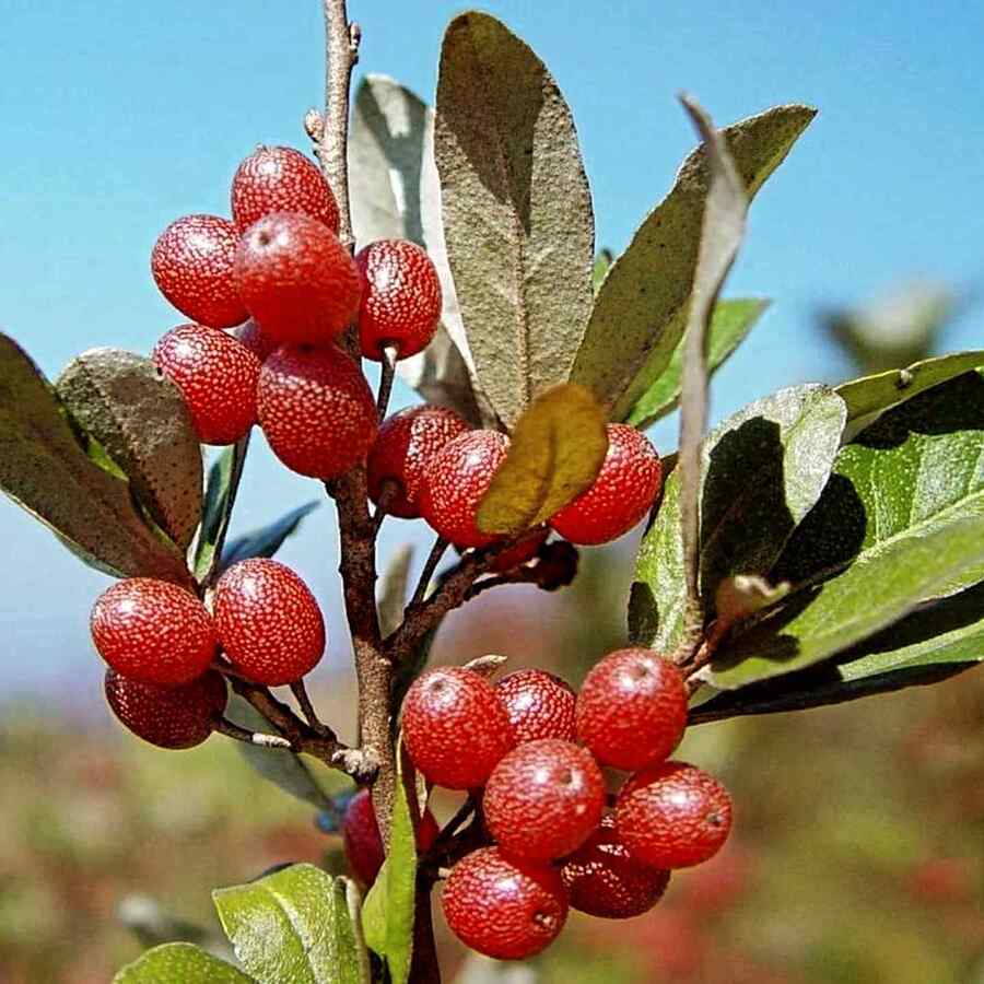 Silverberrya low-maintenance shrub for Alaska yards and landscapes