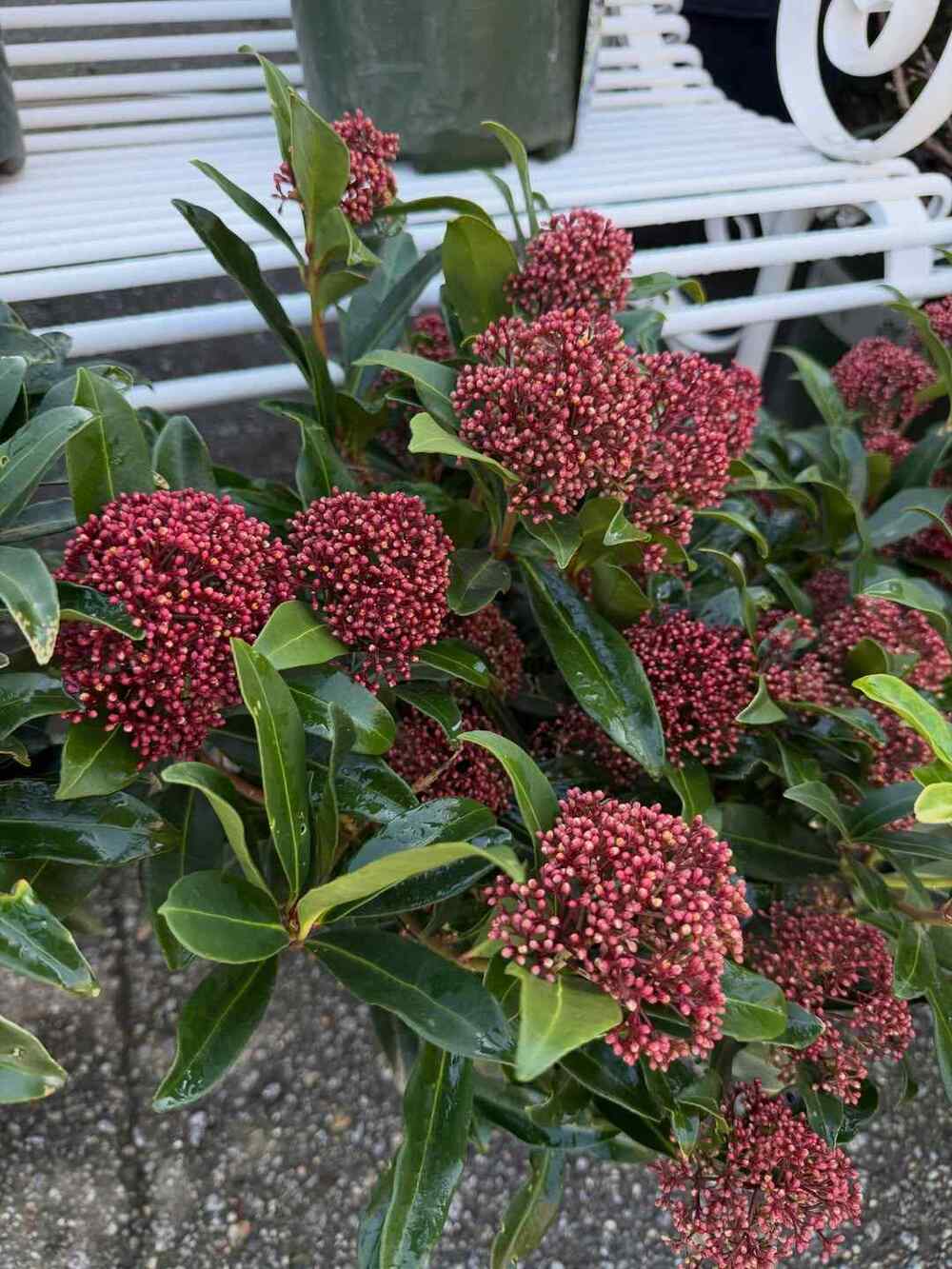 Skimmia japonica, credit-southlandsnurseryvancouver
