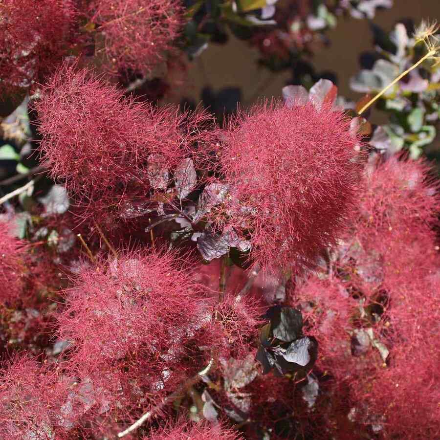 Smoke Bush shade-tolerant shrubs for New England