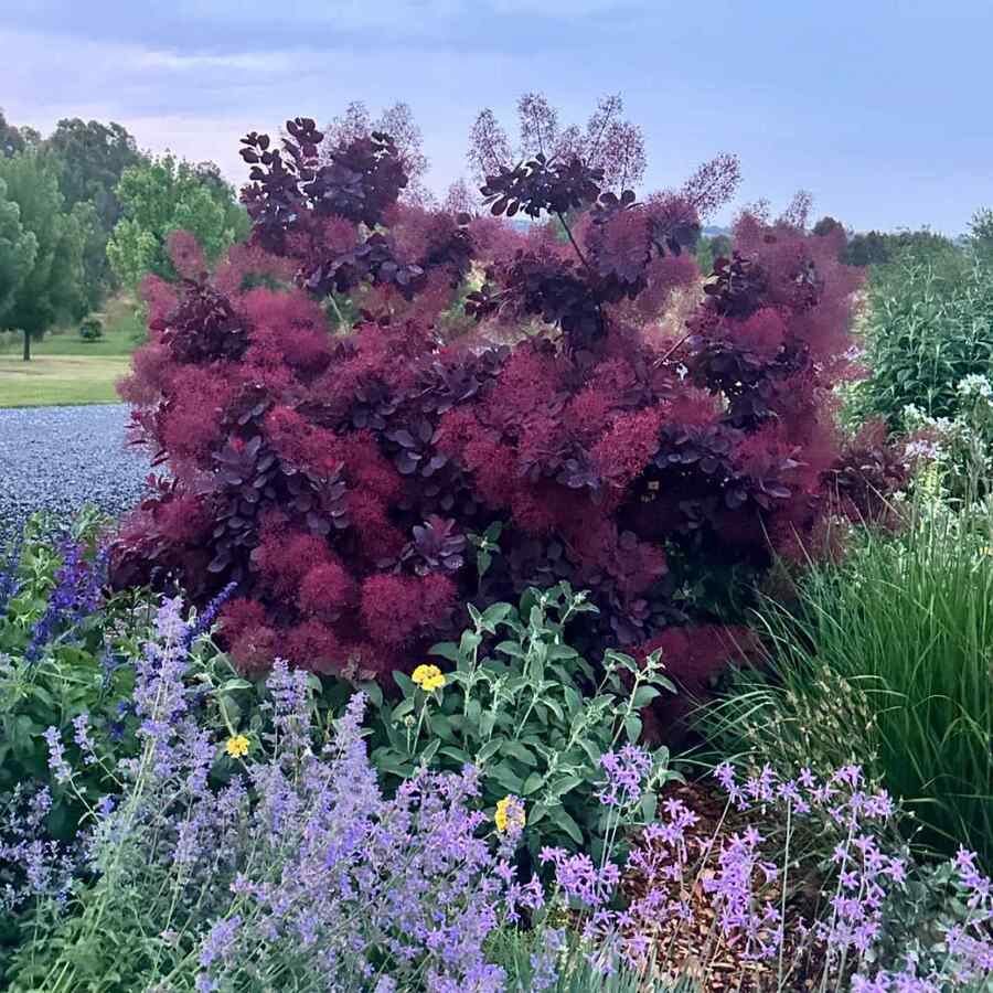 Smokebush native shrubs for South Dakota