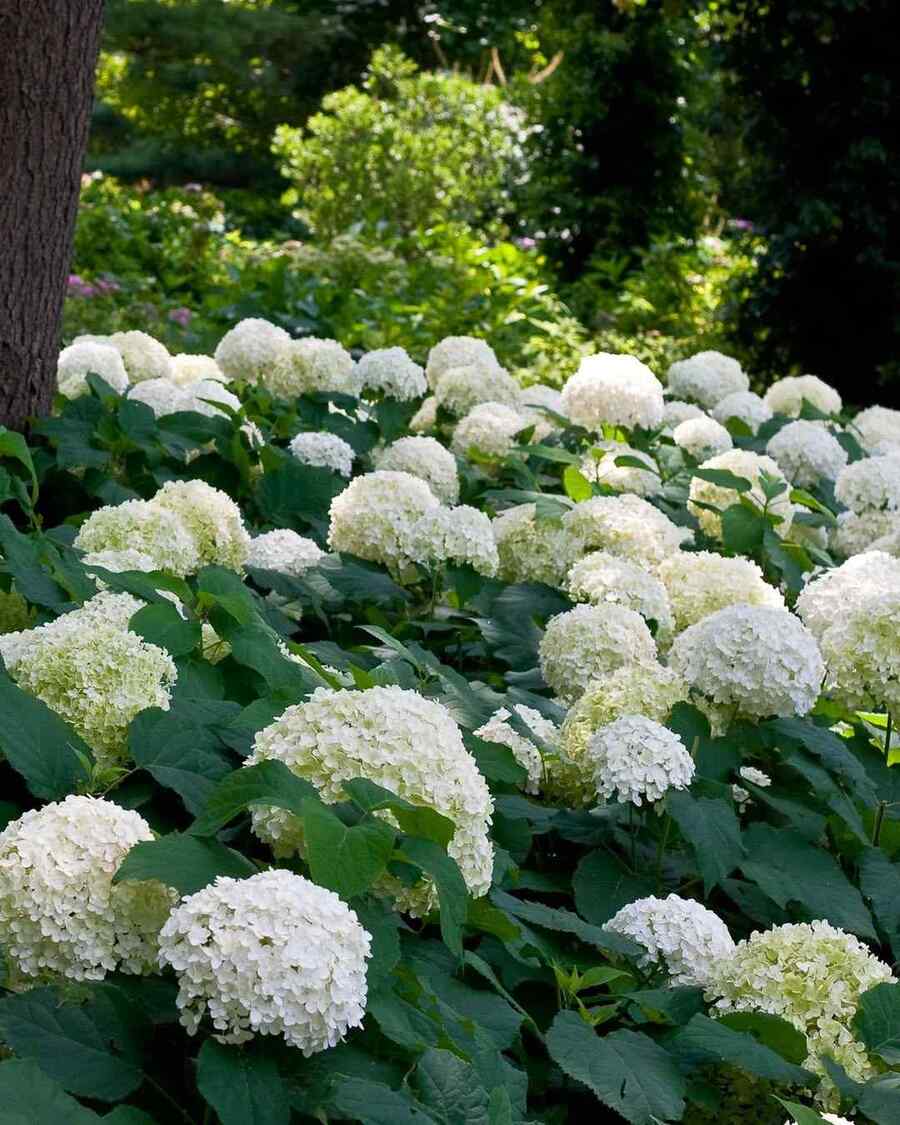 Smooth Hydrangea, credit-hydrangea.com_