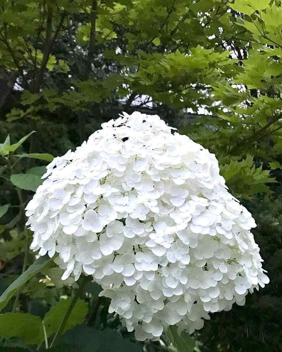 Smooth Hydrangea native shrubs for New York State