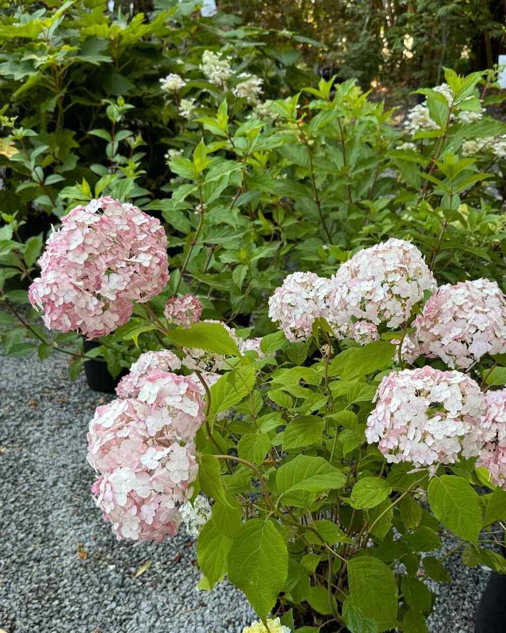 Smooth Hydrangea, credit-southlandsnurseryvancouver