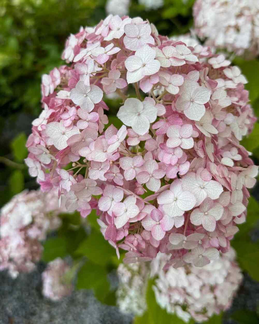 Smooth Hydrangea best shrubs for Indiana gardens