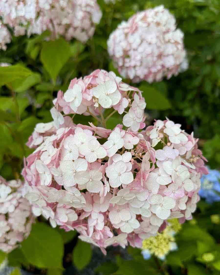Smooth Hydrangea hardy shrub for West Virginia yards