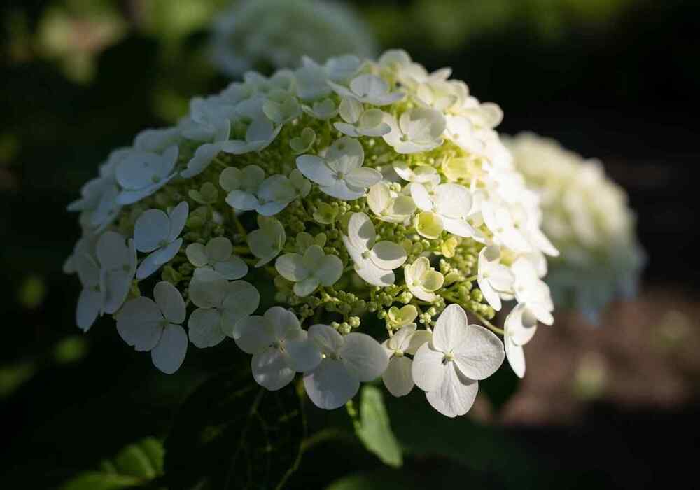 Smooth Hydrangea