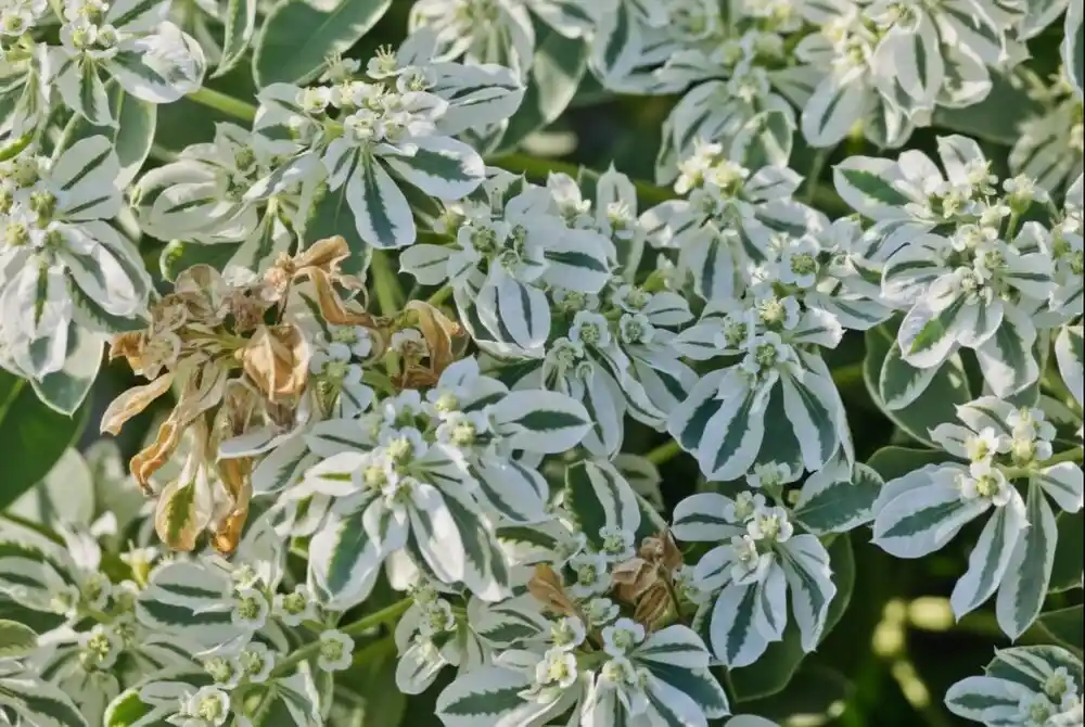Snow on the mountain