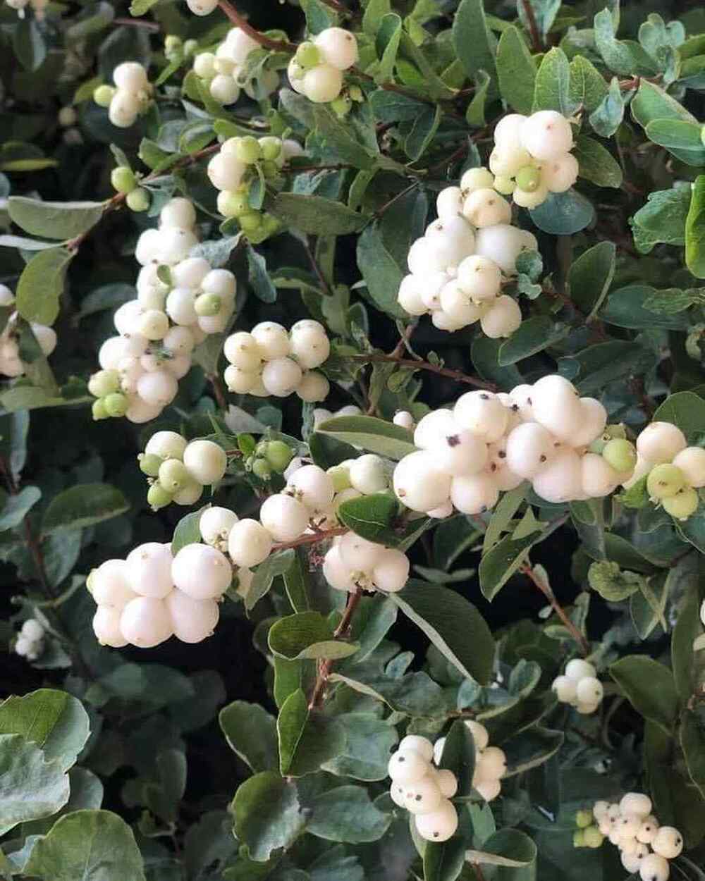 Snowberry, credit-yaminarareplants