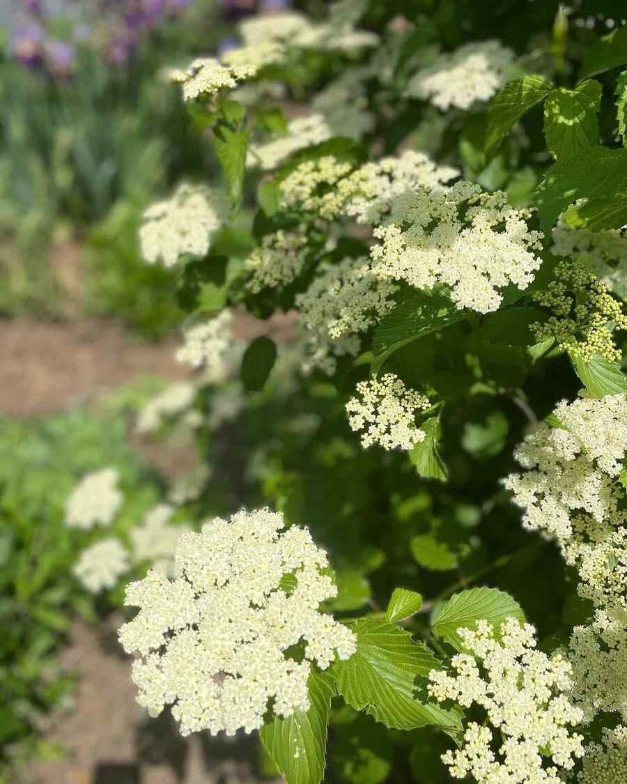 Southern Arrowwood Viburnum recommended for Delaware native-friendly yards
