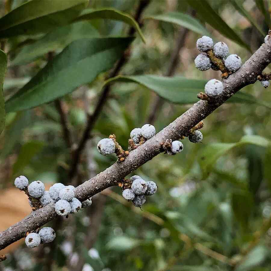Southern Wax Myrtle credit-tomsgardenhaven