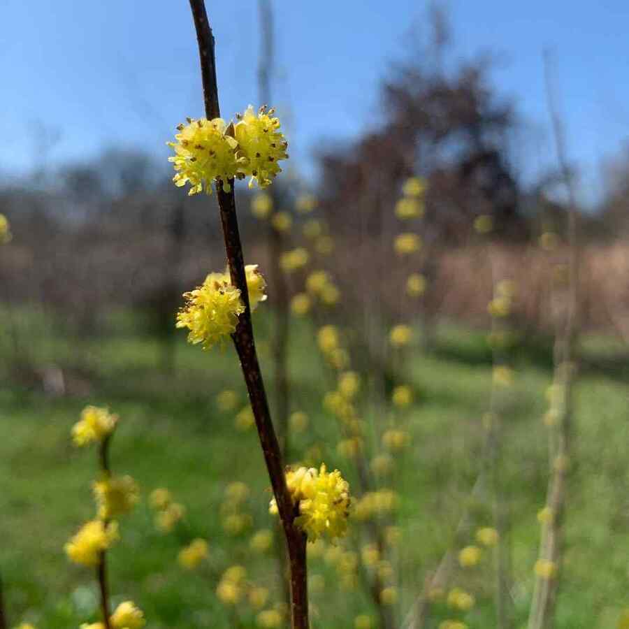 Spicebush credit-conservationathome
